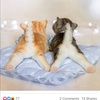 shelly_delph